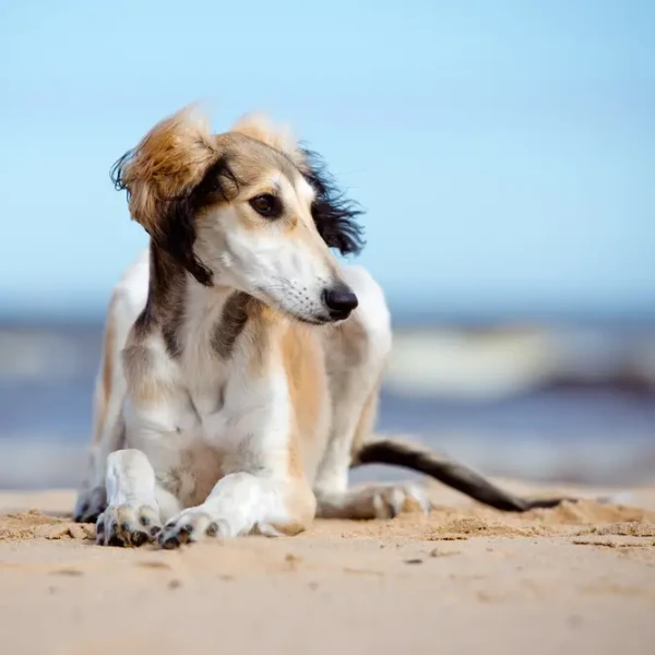 Saluki 08
