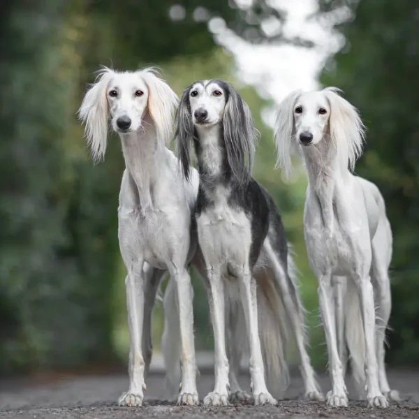 Saluki 09