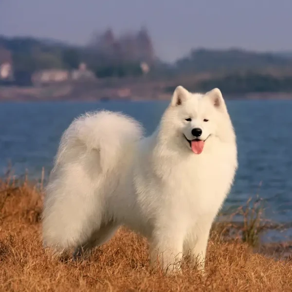 Samoyed-Dog 01