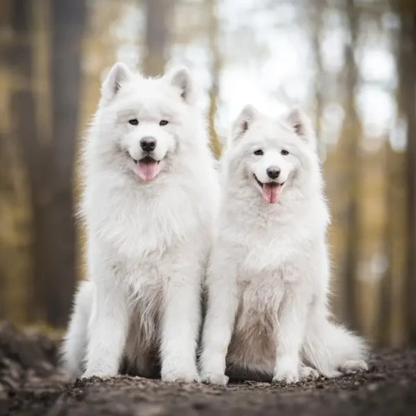 Samoyed-Dog 02