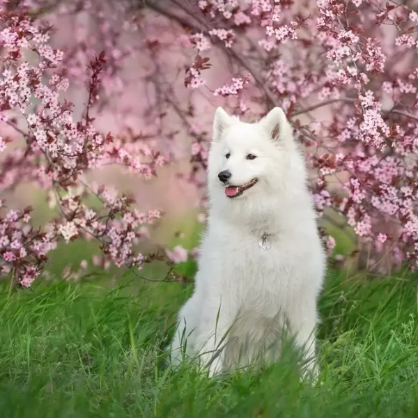 Samoyed-Dog 03