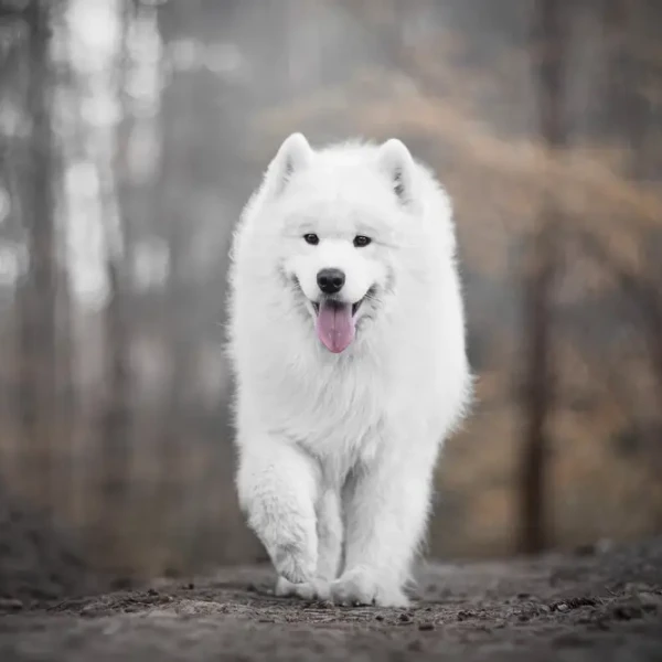 Samoyed-Dog 04