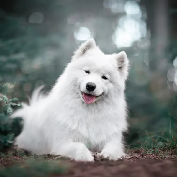 Samoyed-Dog 05