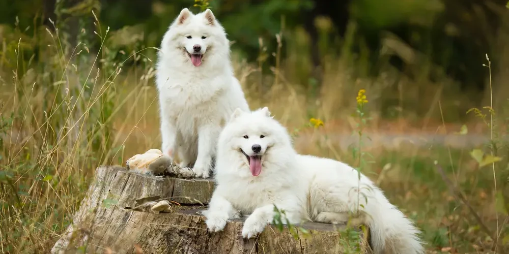 Samoyed-Dog 06