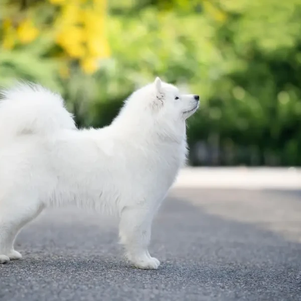 Samoyed-Dog 07