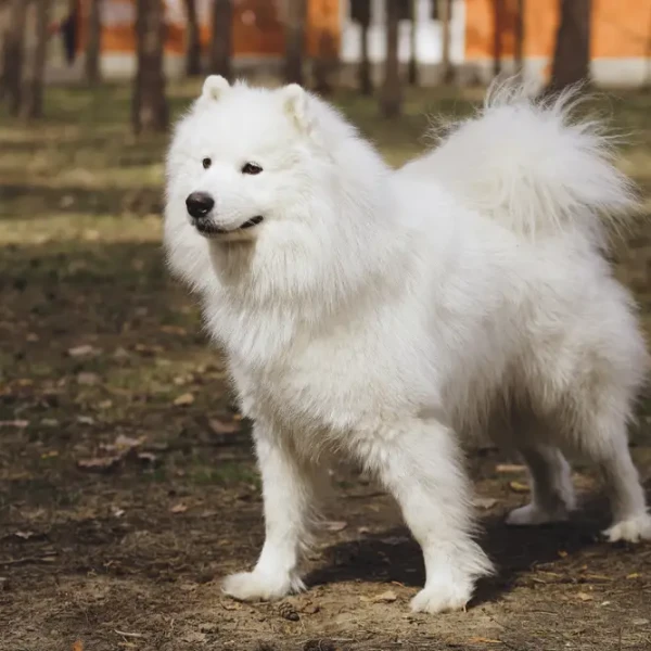 Samoyed-Dog 08