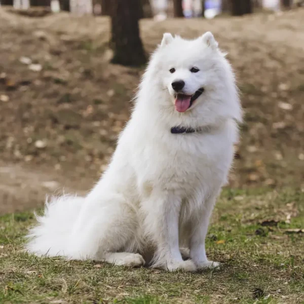 Samoyed-Dog 09