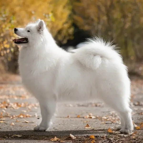 Samoyed-Dog 10