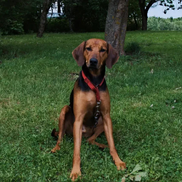 Chien courant de Schiller : l'athlète noir et feu