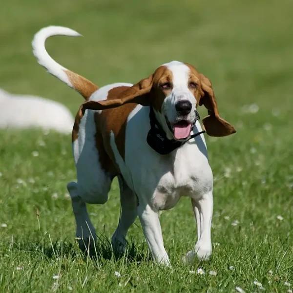 Le Schweizer Laufhund : un nez si fin qu'il lit les odeurs comme un livre