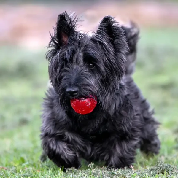Terrier Ecossais