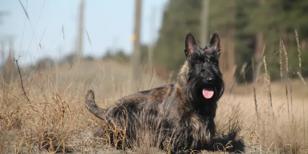 Le Terrier Écossais : un petit seigneur d'acier