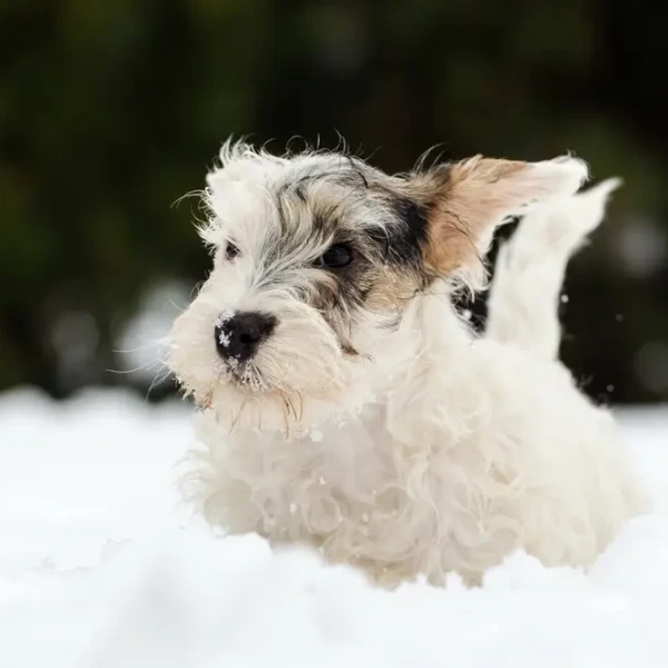 Sealyham Terrier
