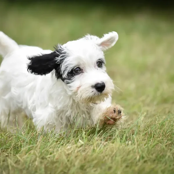 Sealyham Terrier