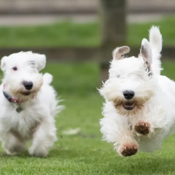 Le Sealyham Terrier : un petit chien blanc au grand caractère