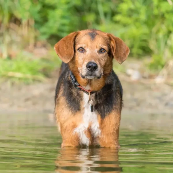 Serbian-Hound 01