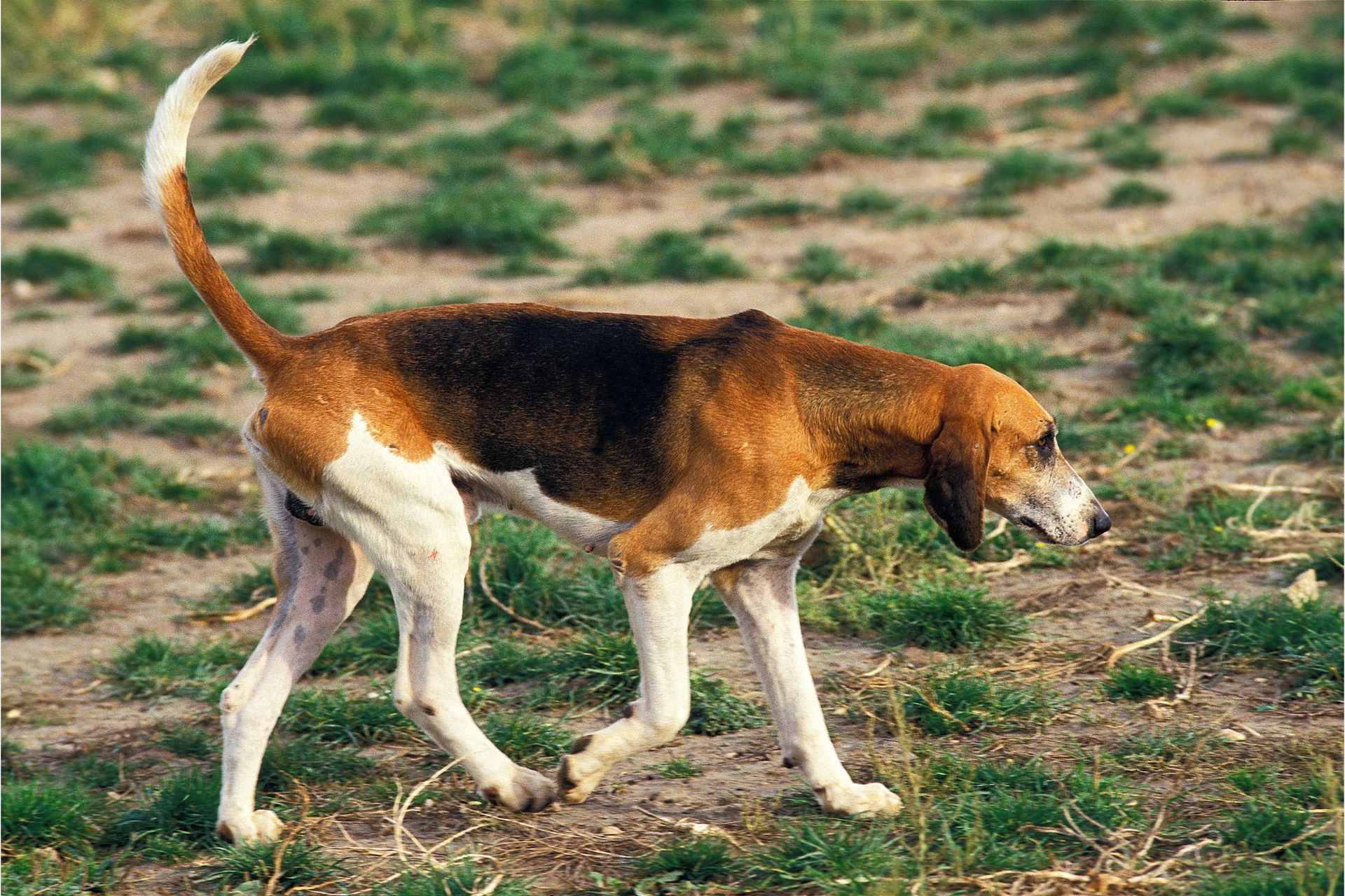 Serbian-Tricolour-Hound 01