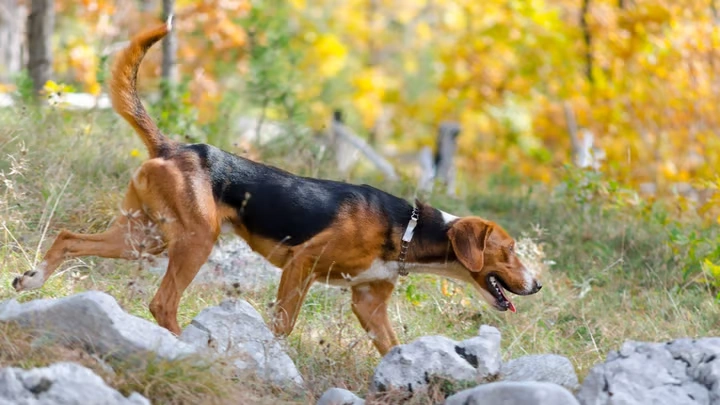 Serbian-Tricolour-Hound 02