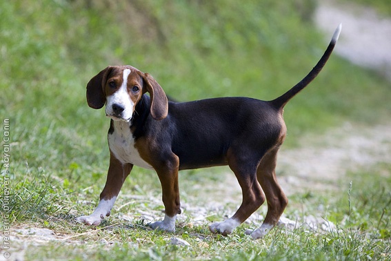 Serbian-Tricolour-Hound 03