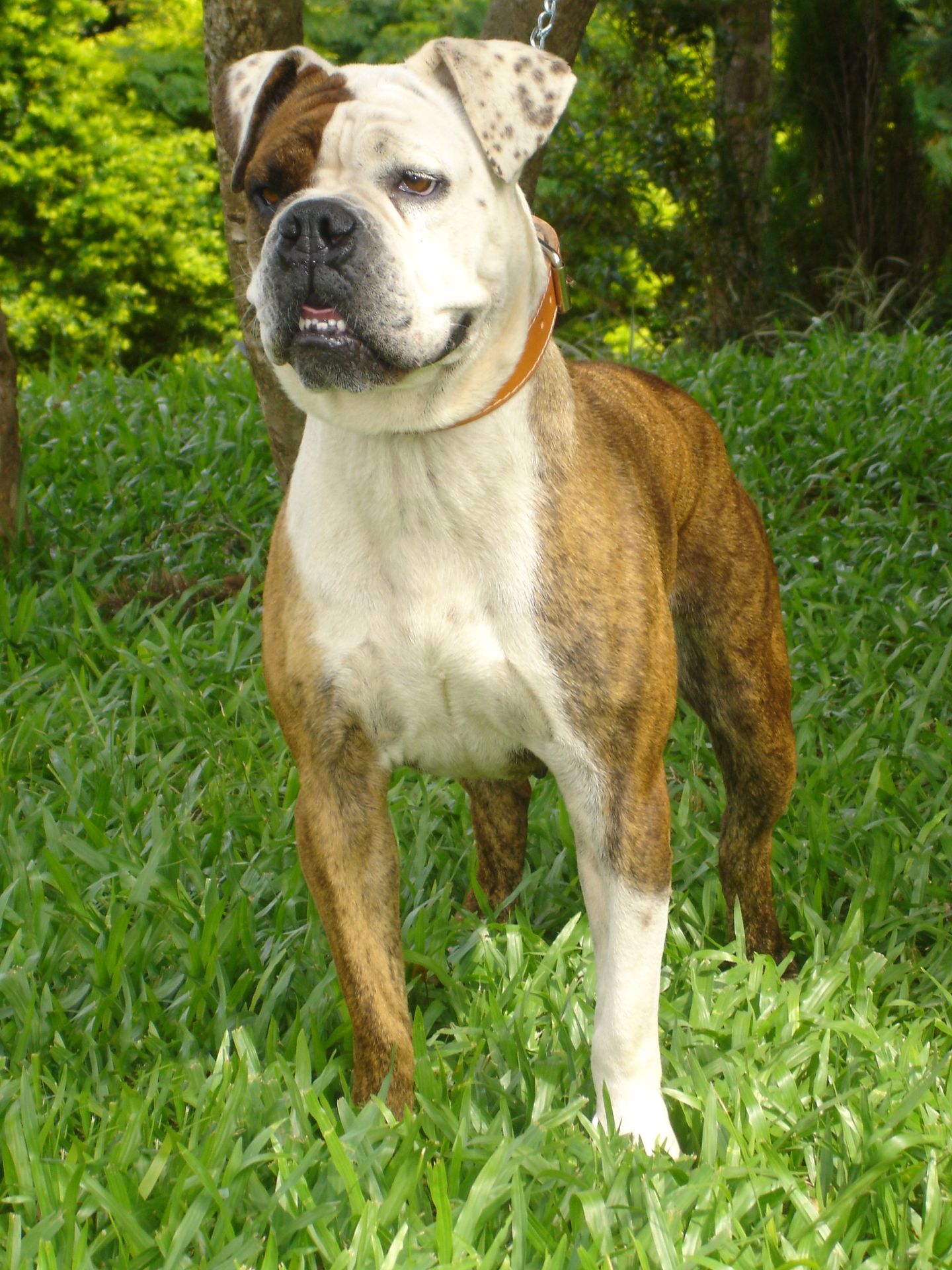 Buldogue serrano