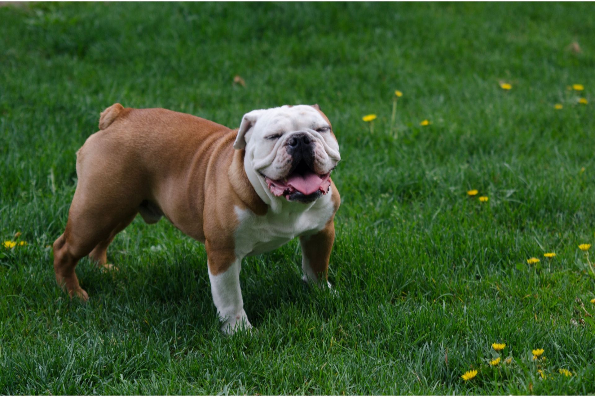 Buldogue serrano