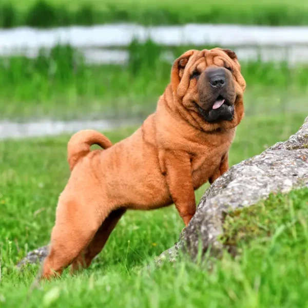 Shar-Pei 01