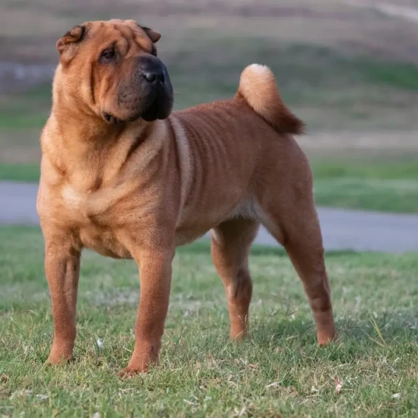 Shar-Pei 02