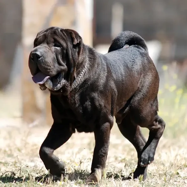 Shar-Pei 04