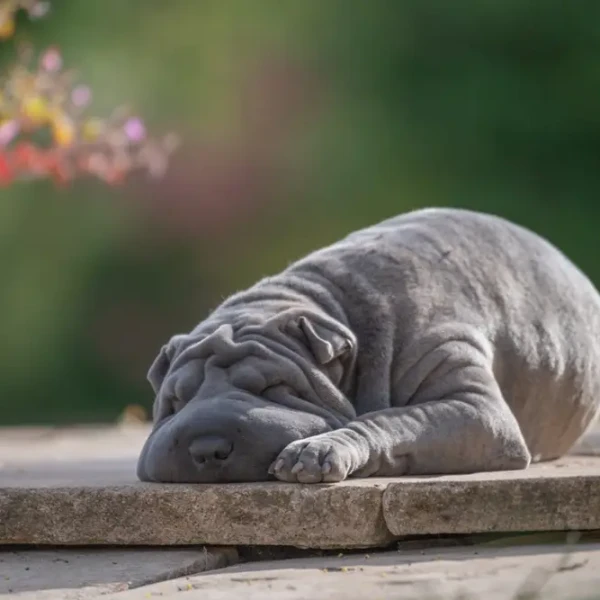 Shar-Pei 05