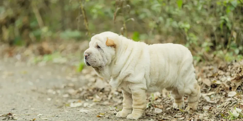 Shar-Pei 06