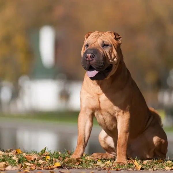 Shar-Pei 07