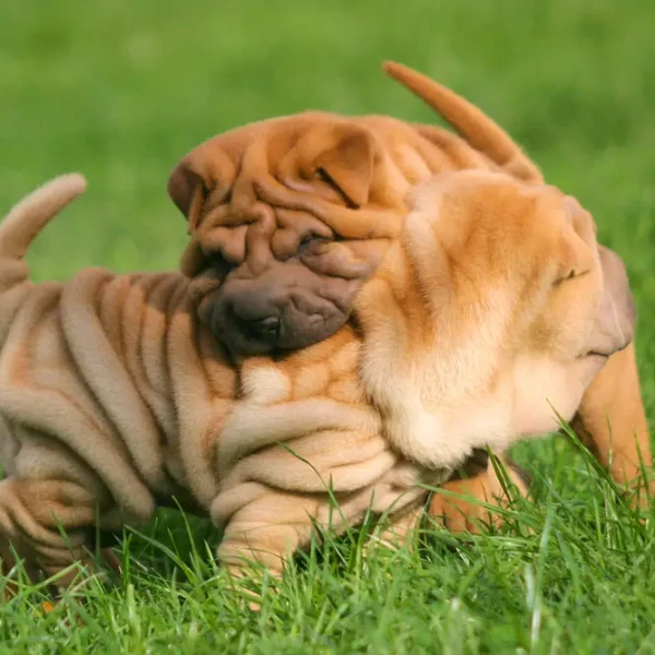 Shar-Pei 08
