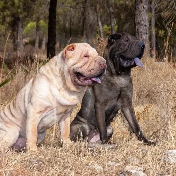 Shar-Pei 09