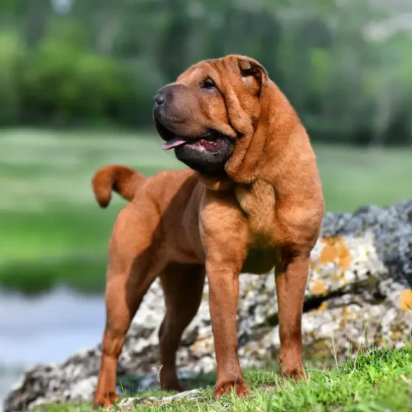 Shar-Pei 10