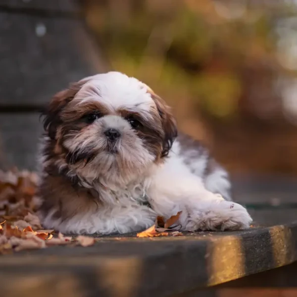 Shih Tzu