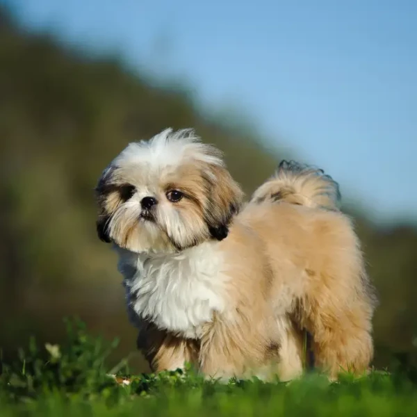 Shih Tzu