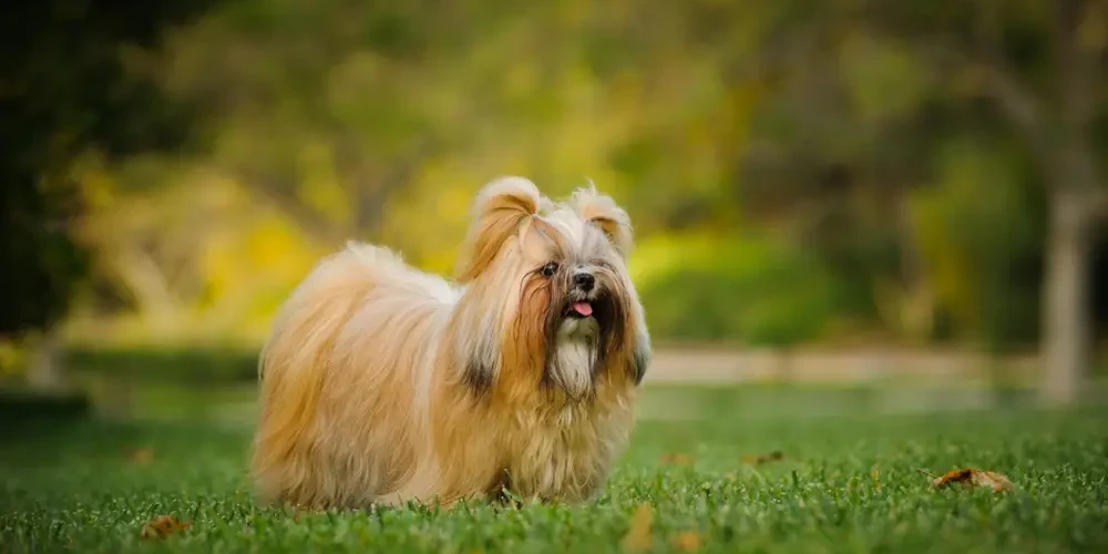 Le Shih Tzu : un lion au cœur de nounours