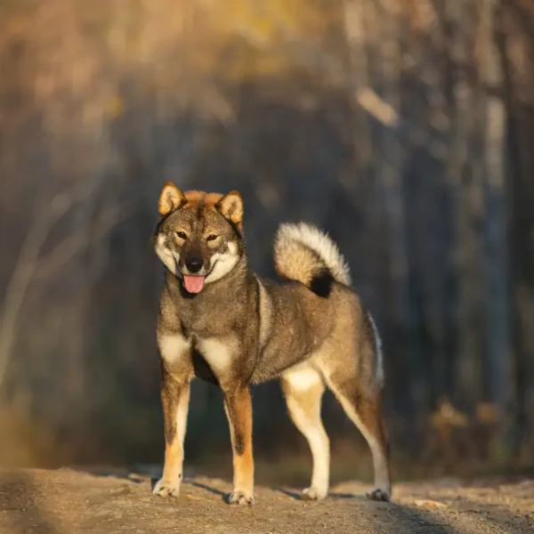 Shikoku Ken : le chien des montagnes japonaises