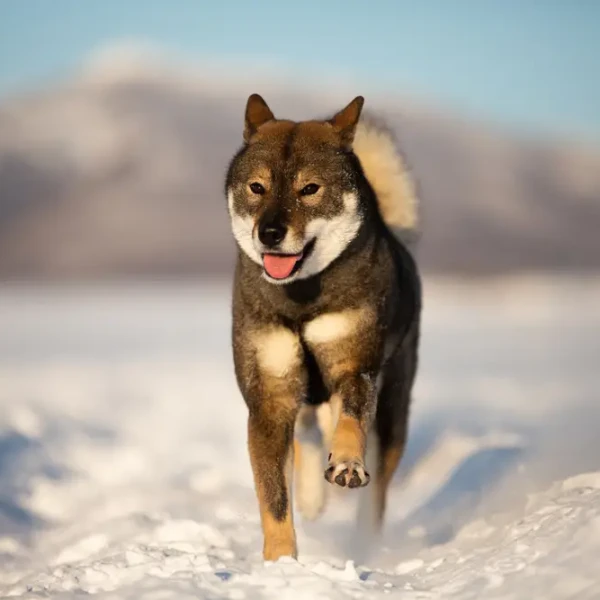 Shikoku