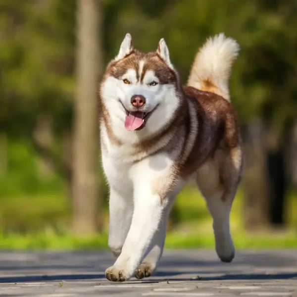 Husky De Sibérie