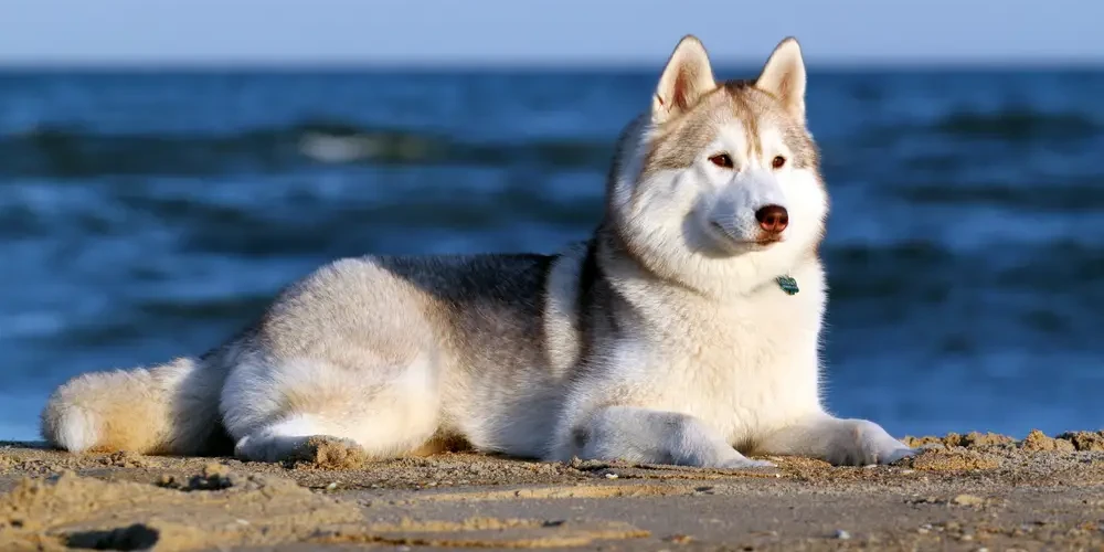 Husky de Sibérie : un athlète au cœur de meute