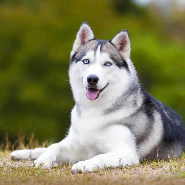 Husky De Sibérie