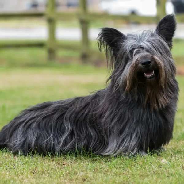 Skye-Terrier 01