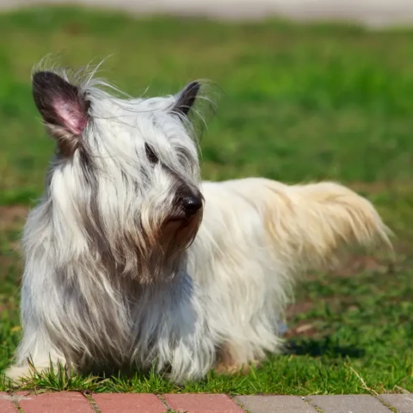 Skye-Terrier 02