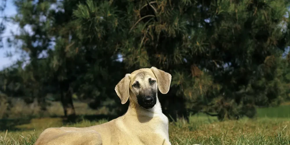 Le Sloughi, lévrier fier au cœur tendre