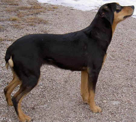 Le chien qui chassait l’élan : plongée dans l’écologie du Smålandsstövare