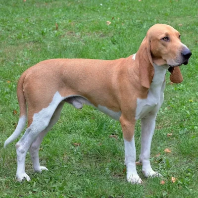 Le Petit chien courant suisse : l'athlète des montagnes