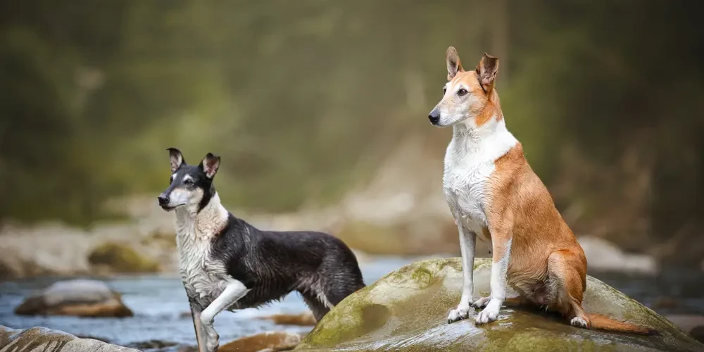 Le Smooth Collie : l'intelligence discrète des Highlands