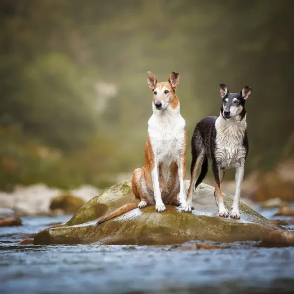 Collie A Poil Court