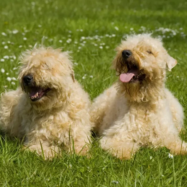 Terrier Irlandais A Poil Doux